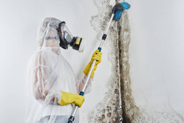 Best Bathroom Mold Remediation in Rock Hall, MD